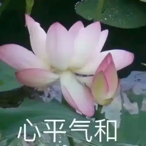 英子100张11大系列,个性微信头像,任你挑选
