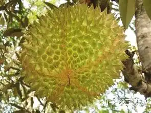 瓜熟蔕落的猫山王,当之无愧的顶级品种
