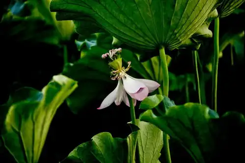 莲花佛系的花儿
