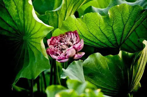 莲花佛系的花儿
