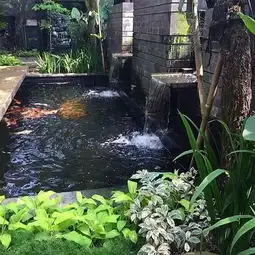 这些锦鲤鱼池,看看都觉得过瘾
