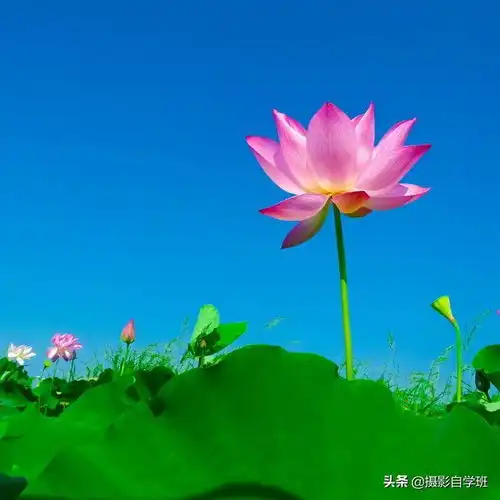 简洁的照片怎么拍这4句摄影口诀,简单实用
