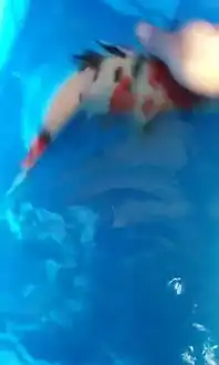 鱼厂直销,锦鲤鱼,观赏鱼,风水鱼
