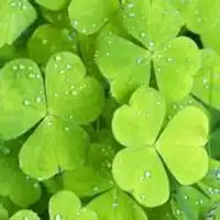 植物卡通微信头像可爱微信头像图片大全
