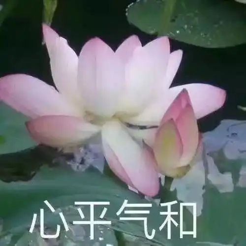 清欢白茶洗衣小妙招了解一下
