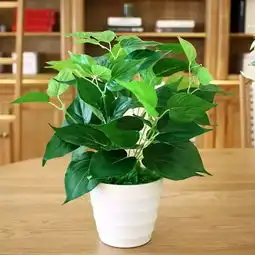 房子装修后,这10种植物能够快速净化空气
