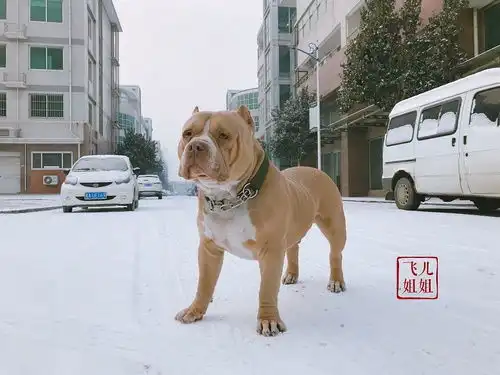 卡卡绝对是佛系男青年,对一年一遇的大雪竟然毫不...
