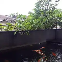 这些锦鲤鱼池,看看都觉得过瘾
