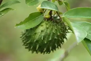 红毛榴莲,它的叶子拿来泡水喝,有抗癌防癌的作用,你认识它吗
