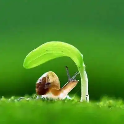 绿色暗语
