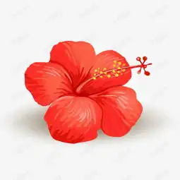 手绘红色花朵素材图片免费下载高清png千库网图片编号8936678
