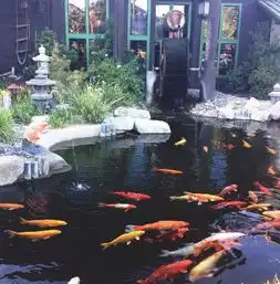 锦鲤不如自己有个鱼池
