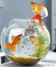 锦鲤鱼风水图微信头像