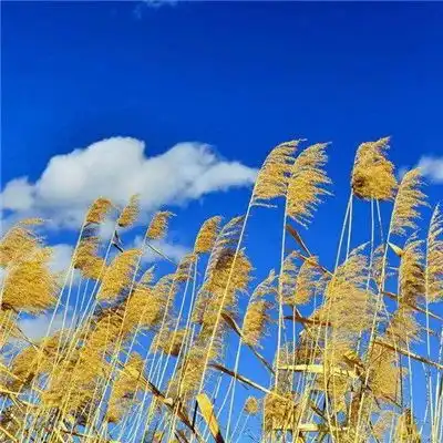 2023最新美丽风景头像
