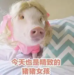 第一批90后的佛系猪猪女孩是如何炼成的
