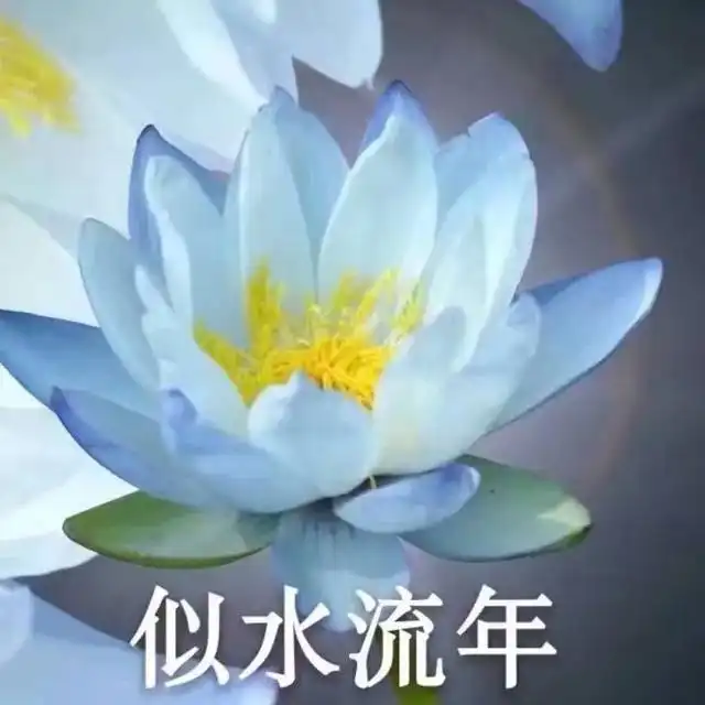 全网最全莲花头像,lovepeace
