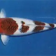 衣锦鲤

