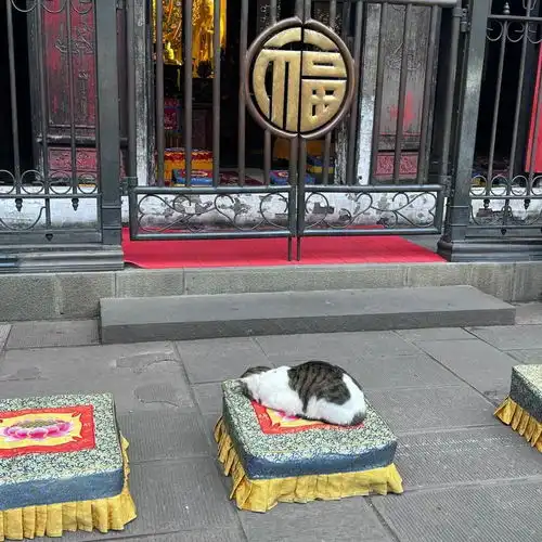虔诚的拜佛小猫,猫猫许愿罐头四面八方的来
