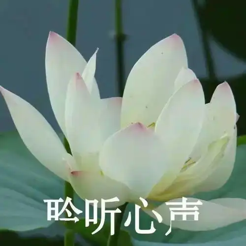 头像忍不住惊呼太可爱的小句子
