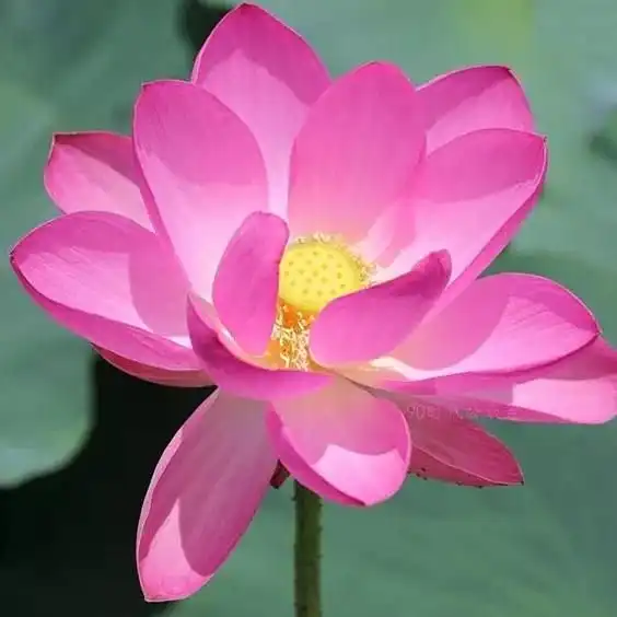 铁汁们,谁知道关于莲花的头像啊
