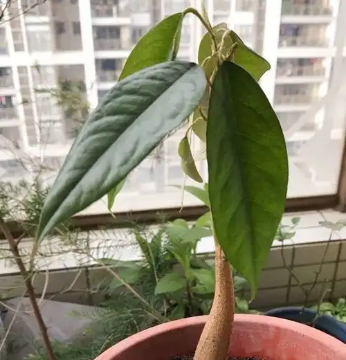 这水果太贵了,吃完留下核,还能种盆栽
