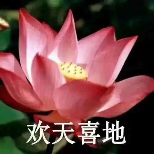英子100张11大系列,个性微信头像,任你挑选
