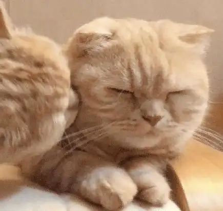国外一对可可爱爱的猫咪姐妹,拍照萌萌哒
