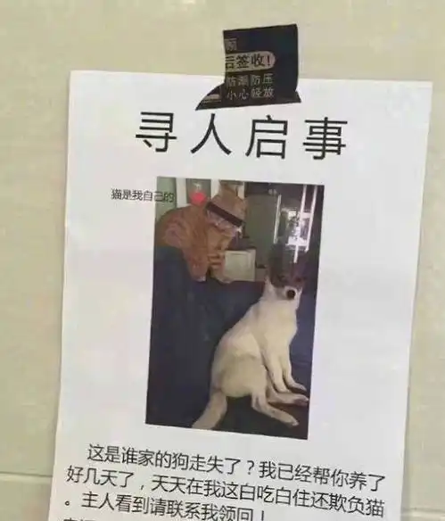 宠物丢了看铲屎官花式寻宠物,图五是和自家主子有多大仇
