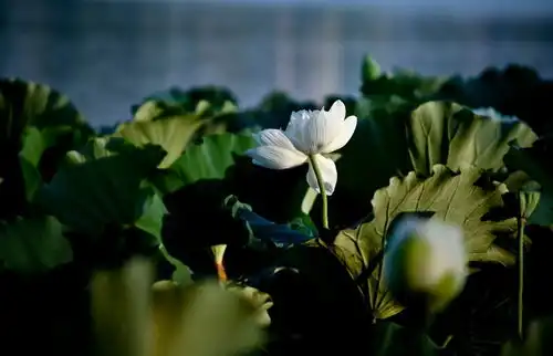 莲花佛系的花儿
