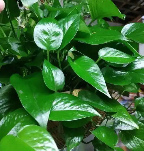 养花必备6种小药片,浇水加1片,不烂根不黄叶,嗖嗖长

