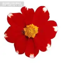 花模板下载372089
