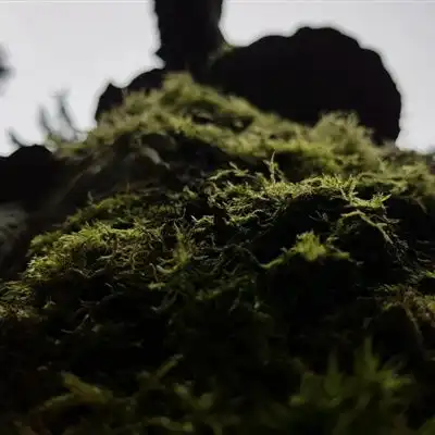 绿色微信头像高清唯美绿色的苔藓图片
