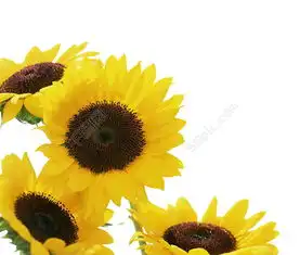 向日葵花朵矢量图免费下载psd格式1024像素编号13147618千图网
