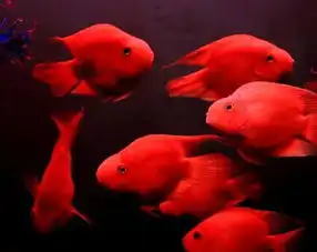 血鹦鹉多少钱一条
