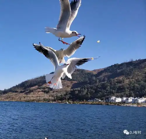 中年油腻男游云南四
