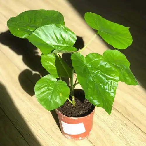 桌子上还放假花这3种特色小盆栽,装饰感杠杠的
