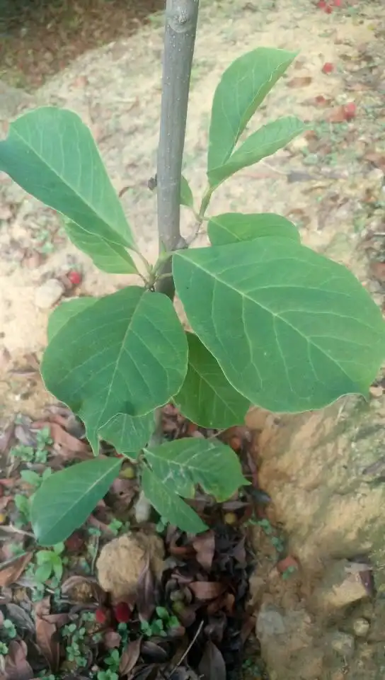 在网上买了一颗榴莲苗
