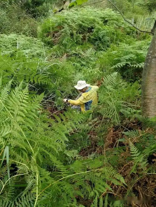 佛系寻秋
