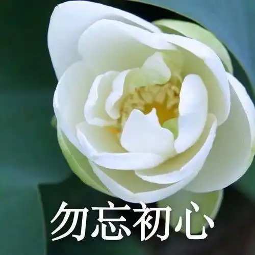 有哪些适合中年人用的头像
