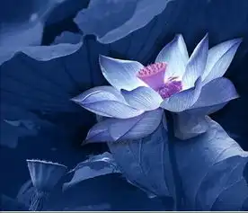 求莲花的图片...
