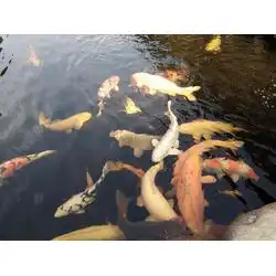锦鲤客户鱼池展示
