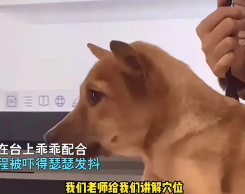 兽医老师用志愿狗进行穴位讲解
