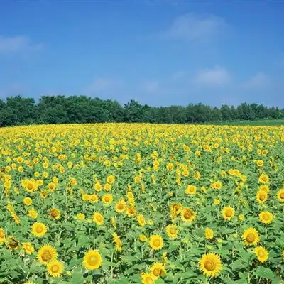 绿色风景头像最美北海道风光18张
