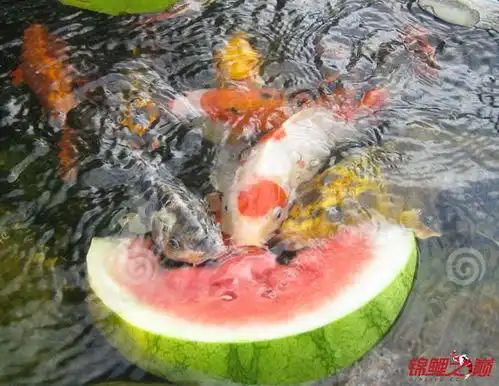 锦鲤别惹我,我也是个有脾气的风水鱼
