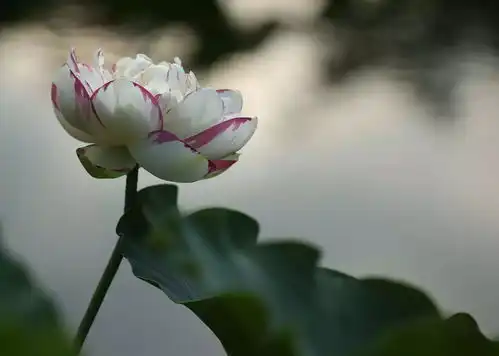 汴梁旅游大家风范佛系香荷观铁塔花开半夏若心莲
