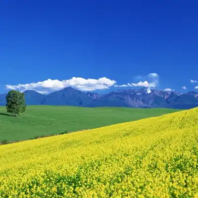 绿色风景头像最美北海道风光18张
