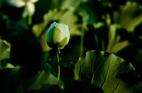 莲花佛系的花儿
