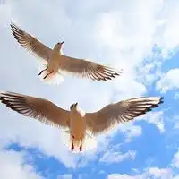 2019最火的自由飞翔动物微信头像
