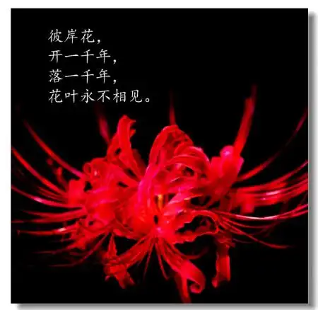 神秘的彼岸花和它的2个凄美故事
