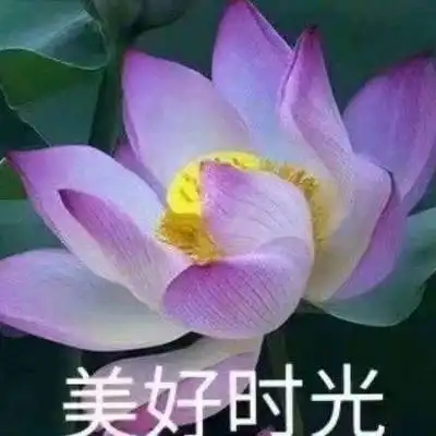 微信头像图片2020荷花带字系列荷花带字微信头像高清大全集
